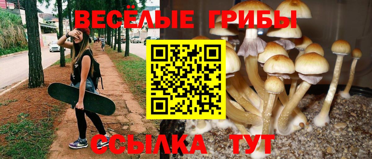 Псилоцибиновые грибы Cubensis Салават